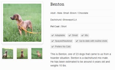 Rescue PetDetails